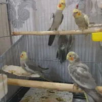 یک جفت عروس هلندی مولد جوان با چهارتا جوجه با قفس|پرنده|ری, دیلمان|دیوار