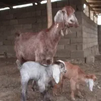 دو عدد بز بزقاله دار|حیوانات مزرعه|گنبد کاووس, |دیوار