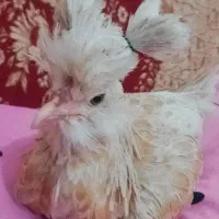 مرغ|پرنده|خرمشهر, |دیوار
