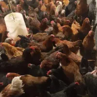 مرغ تخمگذار گلپایگانی