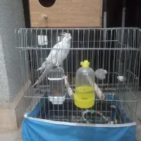 عروس هلندی|پرنده|هشتگرد, شهرک ولیعصر (مهستان)|دیوار