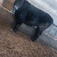 گوساله نر چاق ۲۵۰ کیلویی(تلیسه گاو)