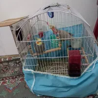 یه جفت عروس هلندی|پرنده|رباط‌کریم, الارد|دیوار