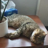 واگذاری سرپرستی یک جفت گربه با شرایط خاص|گربه|بوکان, |دیوار