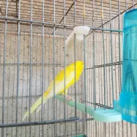 قناری سوپر|پرنده|شیراز, شهرک بهار|دیوار