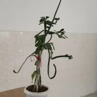 کاکتوس