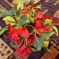 وسایل حراجی|صنایع دستی و سایر لوازم تزئینی|ماهان, |دیوار