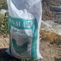 کود  مناسب کاشت ذرت و سیب زمینی