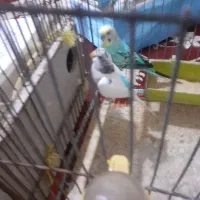مرغ عشق