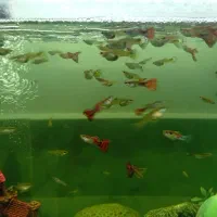 ماهی گوپی مولد