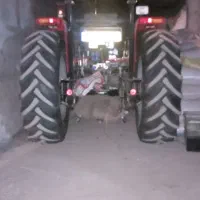 تراکتور۴۷۵ جفت ۴۰۳ خشک