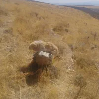 ب دلیل نداشتن جا واگذار میشه