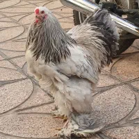 جوجه مرغ خروس برهما لایت