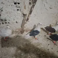 کبوتر پرشی|پرنده|مشهد, سجادیه|دیوار