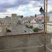 کبوتر پرشی