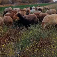 ۵۵راس میش آبستن گوسفندبره قوچ میش بره داردوقلو جمل|حیوانات مزرعه|شیروان (خراسان), |دیوار