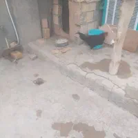 خروس|حیوانات مزرعه|کوهدشت, |دیوار