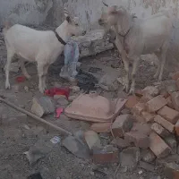 بزونربزسانن