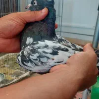کفتر نر سینه سیاه|پرنده|مشهد, چهارچشمه|دیوار