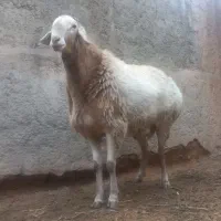 شیشک قوچ چینی سنگین وزن وهیکلی