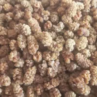 توت خشک تازه امسالی