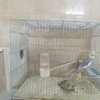 عروس هلندی|پرنده|اصفهان, کارلادان|دیوار