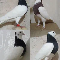 رنگه عطیقه توقی کله سینه تهرانی