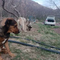 سگ نگهبان وخوب