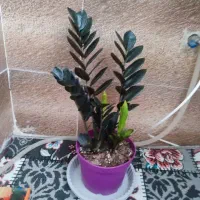 گل آپارتمانی زاموفلیا بلک