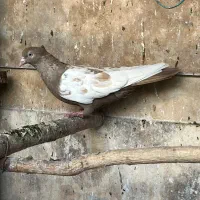4 تا کفتر رنگی