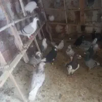 سلام کبوتر چاشنی بیا بازی کن بعد ببر جفت ۹۰۰