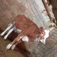 گوساله‌‌خوش‌قیمت