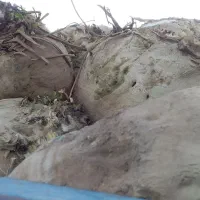 چغندرفروشی