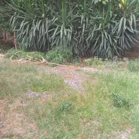 سربرگ یوکا و بنسای