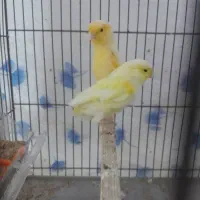 فروش یک جفت قناری  نرپرتقالی ماده طلایی