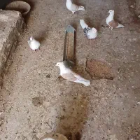 پشت هفترنگ