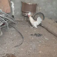 حیوان|حیوانات مزرعه|اهواز, کوی مهدیس|دیوار