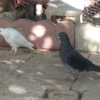 کبوتر