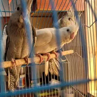 عروس هلندی|پرنده|رشت, تازه آباد|دیوار