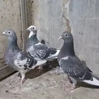 چند عدد. پرنده پلاکی|پرنده|اهواز, کوی علوی|دیوار