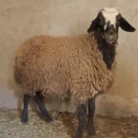 بره ماده شالی