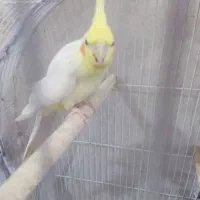 عروس هلندی لوتینیو|پرنده|بندر ماهشهر, |دیوار