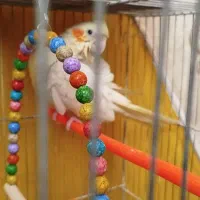 مرغ عشق با تمام لوازم|پرنده|مشهد, کوثر|دیوار