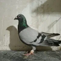 سبز پولک|پرنده|مشهد, کوشش|دیوار