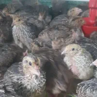 جوجه بلدرچین ۱۵ روزه|حیوانات مزرعه|رشت, بازار|دیوار