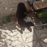بره