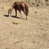 اسب|اسب و تجهیزات اسب‌سواری|کرج, باغستان|دیوار