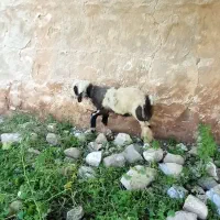 بره نر و ماده ترکی اصل