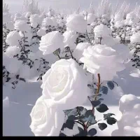 سیم کارت رند 09189999288