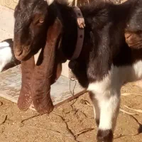 2عددنرتکه اصل پاکستان